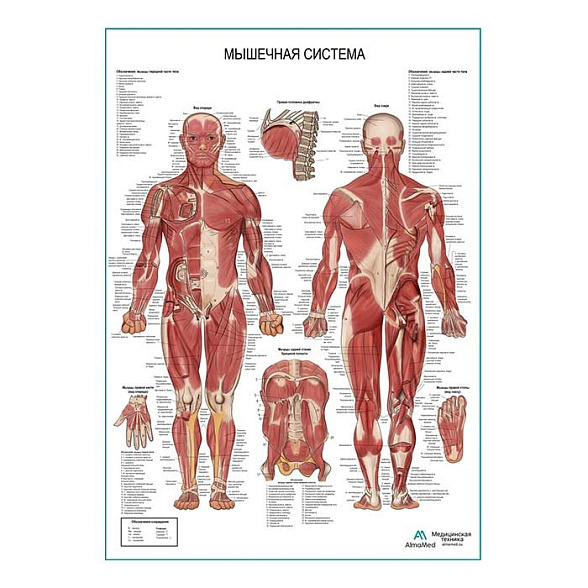 Мышечная система человека, плакат глянцевый А1+/А2+ (глянцевая фотобумага от 200 г/кв.м, размер A1+)