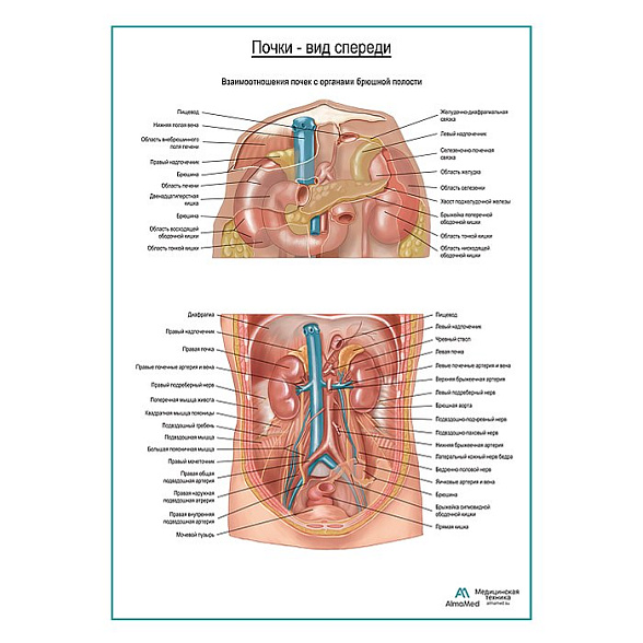 Почки на месте. Вид спереди, плакат глянцевый А1+/А2+ (глянцевая фотобумага от 200 г/кв.м, размер A2+)