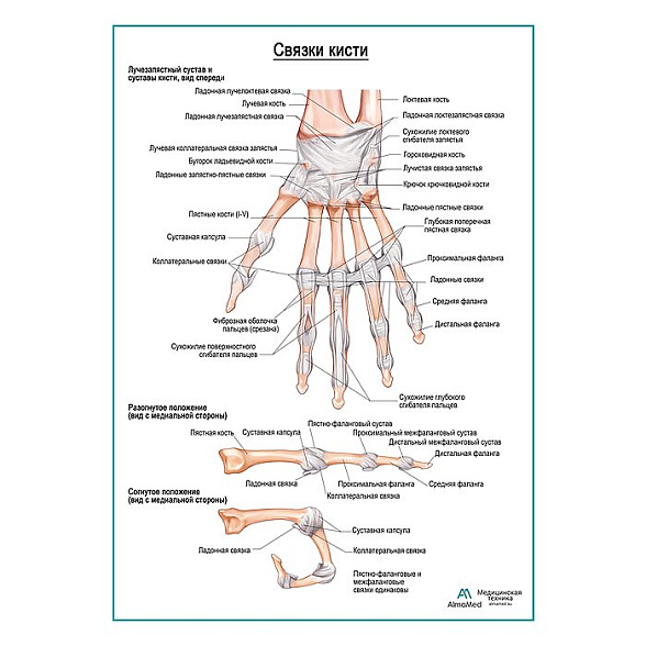 Связки кисти плакат глянцевый А1+/А2+ (глянцевая фотобумага от 200 г/кв.м, размер A2+)