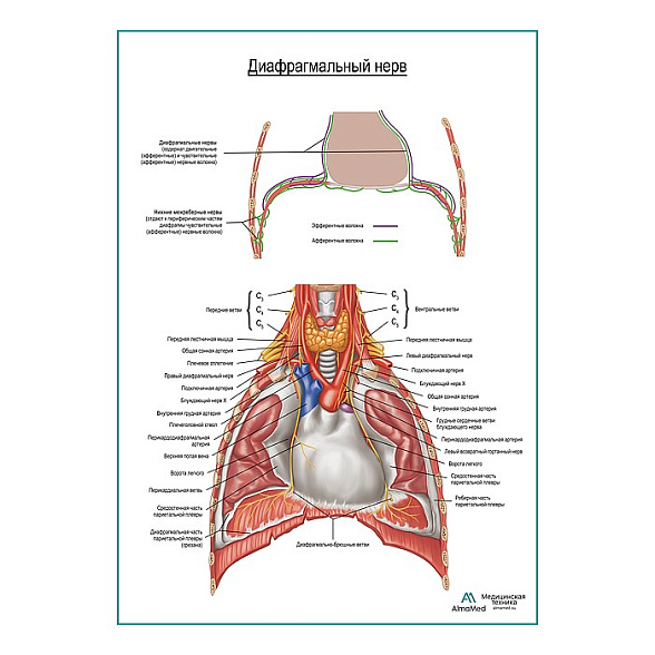 Диафрагмальный нерв плакат глянцевый А1+/А2+ (глянцевая фотобумага от 200 г/кв.м, размер A2+)