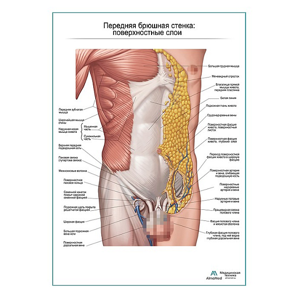 Мышцы живота. Поверхностный слой. Вид спереди плакат глянцевый А1+/А2+ (глянцевая фотобумага от 200 г/кв.м, размер A2+)