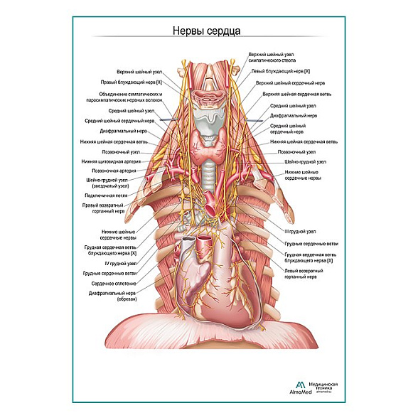 Нервы сердца плакат глянцевый А1+/А2+ (глянцевая фотобумага от 200 г/кв.м, размер A2+)
