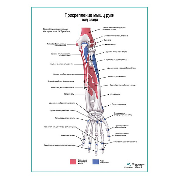 Прикрепление мышц руки. Вид сзади плакат глянцевый А1+/А2+ (матовый холст от 200 г/кв.м, размер A1+)