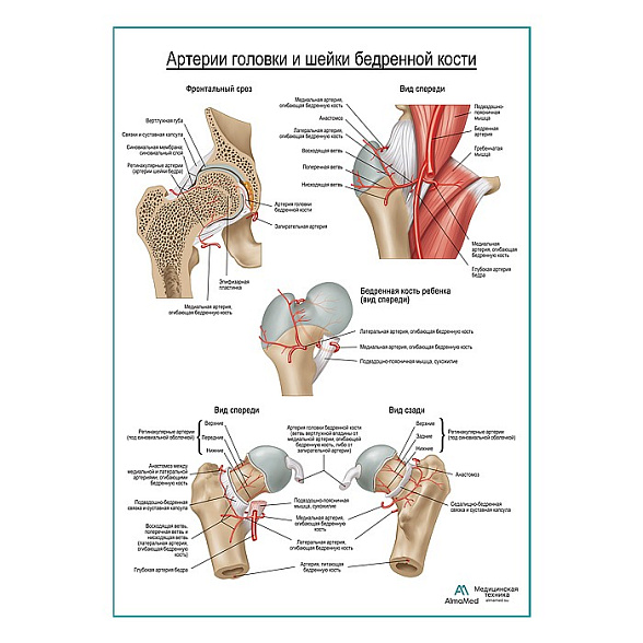 Кровоснабжение бедренной кости плакат глянцевый А1+/А2+ (глянцевый глянцевая фотобумага от 200 г/кв.м, размер A2+)