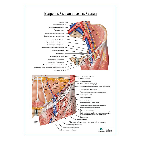 Бедренная канал и паховый канал плакат глянцевый А1+/А2+ (глянцевая фотобумага от 200 г/кв.м, размер A2+)