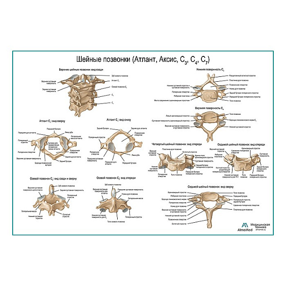 Шейные позвонки и их соединения плакат глянцевый А1+/А2+ (глянцевая фотобумага от 200 г/кв.м, размер A2+)