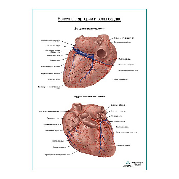 Коронарные артерии и вены сердца плакат глянцевый А1+/А2+ (глянцевая фотобумага от 200 г/кв.м, размер A2+)