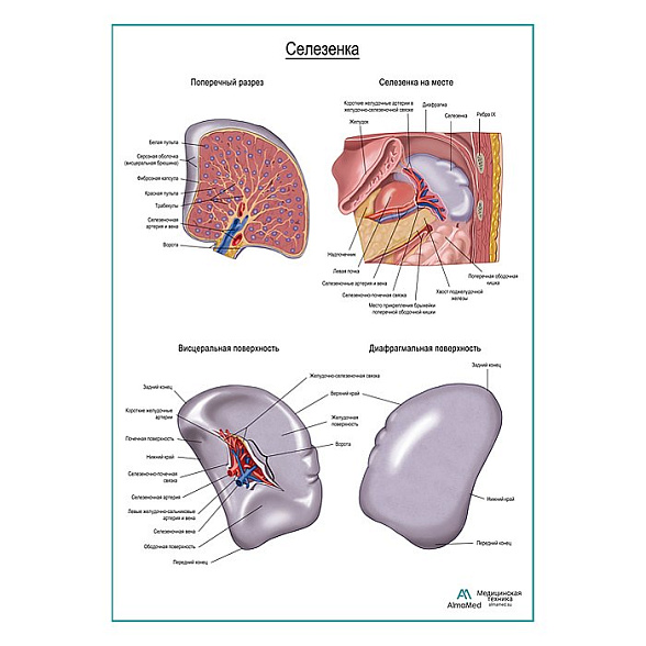 Селезенка плакат глянцевый А1+/А2+ (глянцевая фотобумага от 200 г/кв.м, размер A2+)