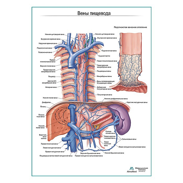 Вены пищевода плакат глянцевый  А1+/А2+ (глянцевая фотобумага от 200 г/кв.м, размер A2+)