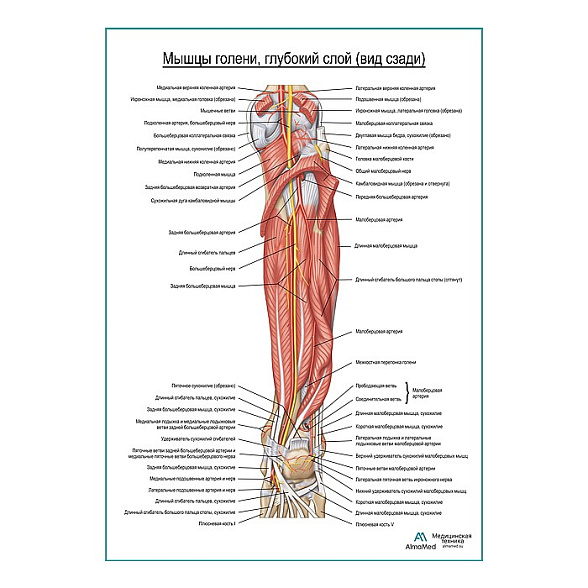 Мышцы голени и стопы глубокий слой, вид сзади плакат глянцевый А1+/А2+ (глянцевая фотобумага от 200 г/кв.м, размер A2+)