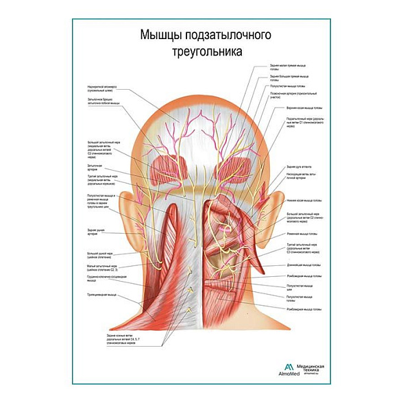 Мышцы подзатылочного треугольника плакат глянцевый А1+/А2+ (глянцевый холст от 200 г/кв.м, размер A1+)