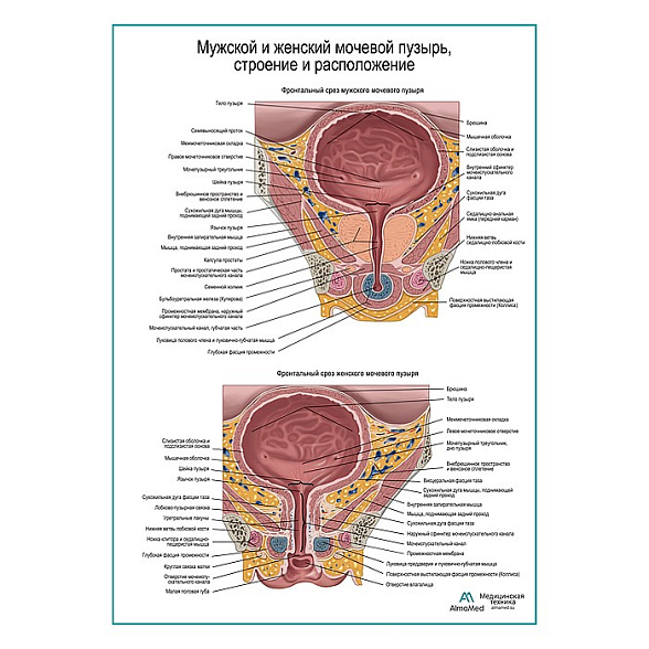 Мочевой пузырь, строение и расположение плакат глянцевый А1+/А2+ (глянцевая фотобумага от 200 г/кв.м, размер A2+)