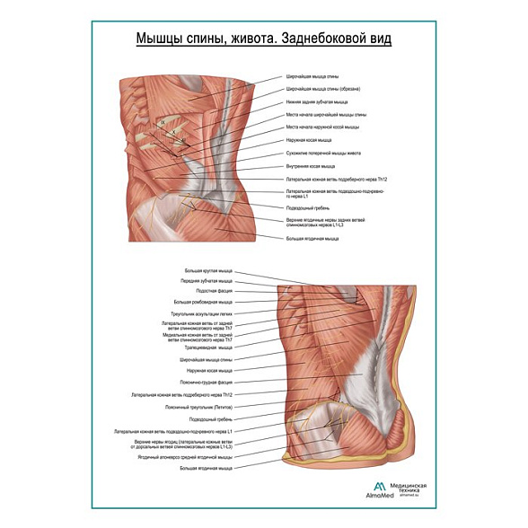 Мышцы спины, живота. Заднебоковой вид плакат глянцевый А1+/А2+ (глянцевая фотобумага от 200 г/кв.м, размер A2+)