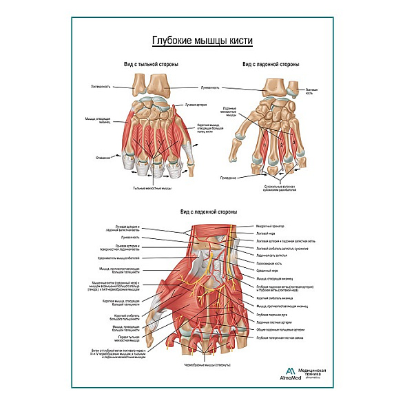 Мышцы кисти плакат глянцевый А1+/А2+ (глянцевая фотобумага от 200 г/кв.м, размер A2+)