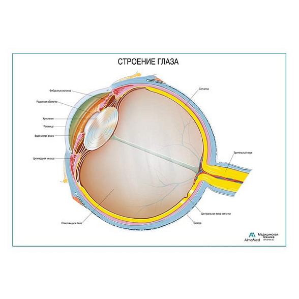 Глаз, плакат глянцевый А1+/А2+ (глянцевая фотобумага от 200 г/кв.м, размер A2+)