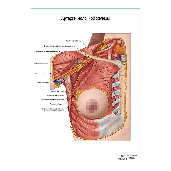 Артерии молочной железы плакат глянцевый А1+/А2+ (глянцевая фотобумага от 200 г/кв.м, размер A2+)