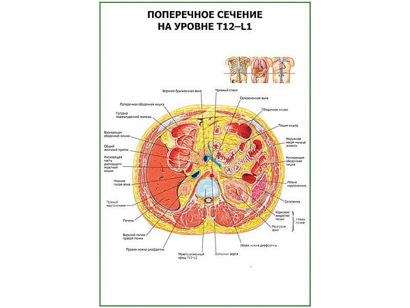 OLD Поперечное сечение Т-12-L-1 плакат глянцевый А1/А2 (глянцевый A1)