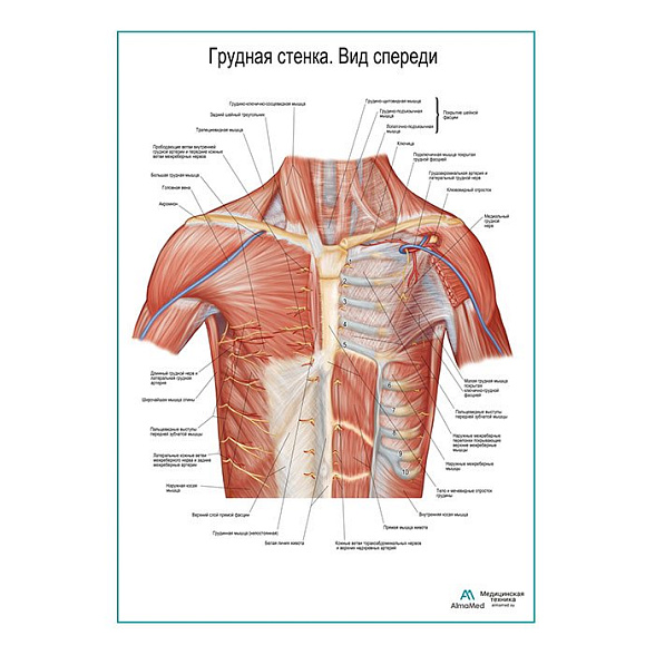 Грудная стенка. Вид спереди плакат глянцевый А1+/А2+ (глянцевая фотобумага от 200 г/кв.м, размер A1+)