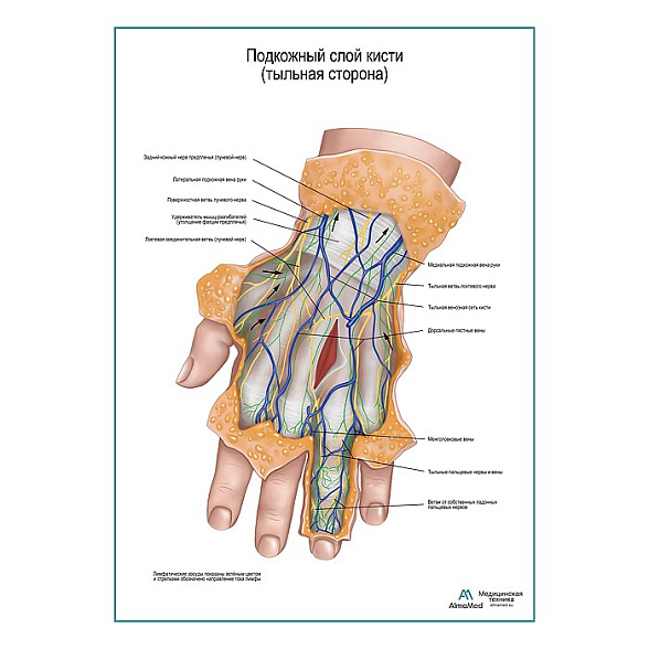 Подкожный слой кисти плакат глянцевый А1+/А2+ (глянцевая фотобумага от 200 г/кв.м, размер A2+)