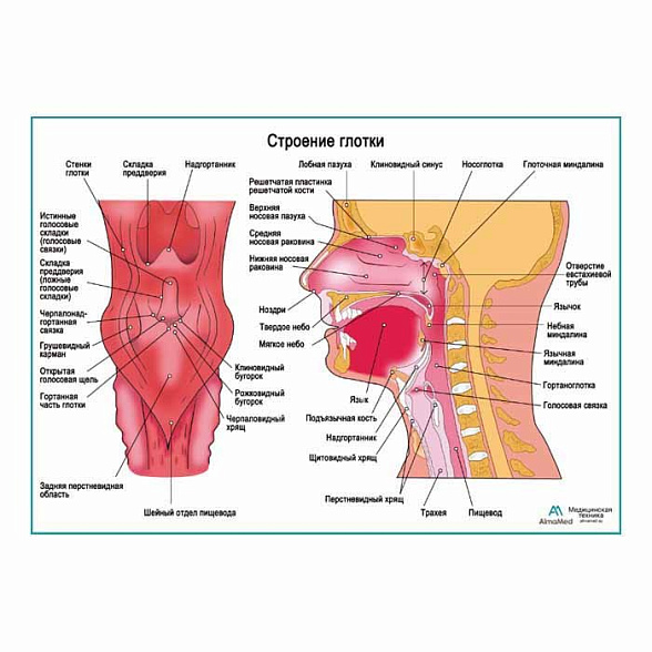 Строение глотки, плакат глянцевый  А1+/А2+ ( глянцевая фотобумага от 200 г/кв.м, размер A2+)