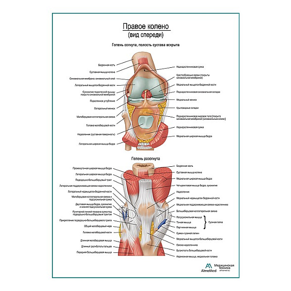 Колено, мышечно-связочный аппарат плакат глянцевый А1+/А2+ (глянцевая фотобумага от 200 г/кв.м, размер A1+)