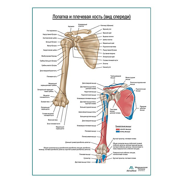 Плечевая кость и лопатка вид спереди плакат глянцевый А1+/А2+ (глянцевая фотобумага от 200 г/кв.м, размер A2+)