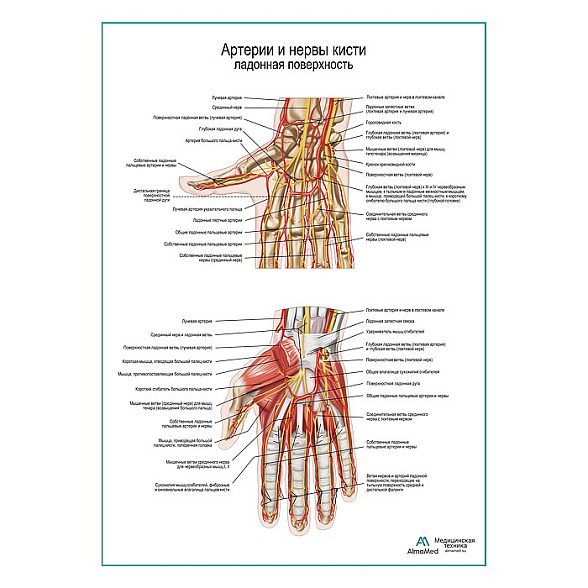 Артерии и нервы кисти, ладонная поверхность плакат глянцевый А1+/А2+ (глянцевая фотобумага от 200 г/кв.м, размер A2+)