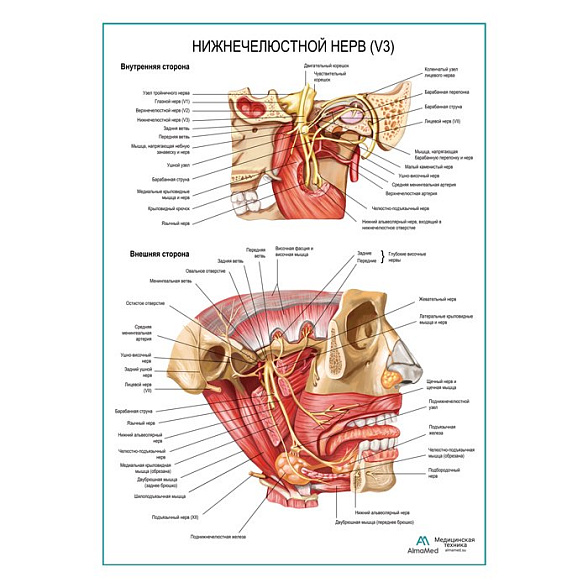 Нижнечелюстной нерв плакат глянцевый А1+/А2+ (глянцевая фотобумага от 200 г/кв.м, размер A2+)