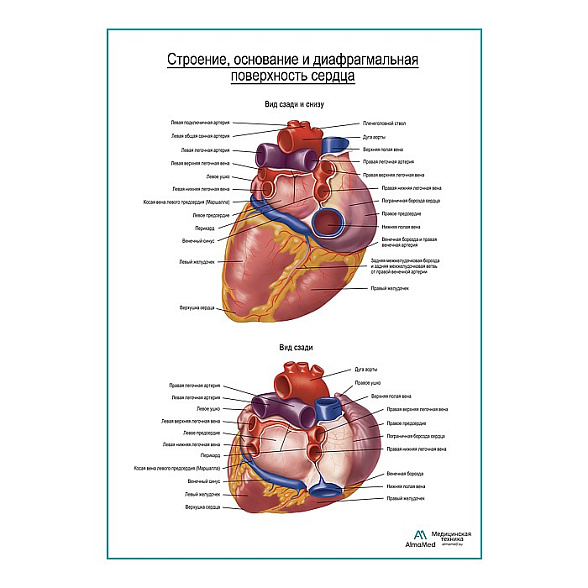 Сердце. Строение, основание и диафрагмальная поверхность плакат глянцевый А1+/А2+ (глянцевая фотобумага от 200 г/кв.м, размер A1+)