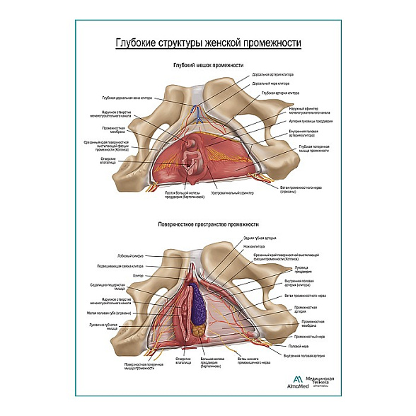 Женская промежность, внутреннее строение плакат глянцевый А1+/А2+ (глянцевая фотобумага от 200 г/кв.м, размер A2+)
