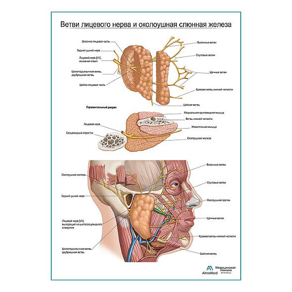 Ветви лицевого нерва и околоушная железа плакат глянцевый А1+/А2+ (глянцевая фотобумага от 200 г/кв.м, размер A2+)