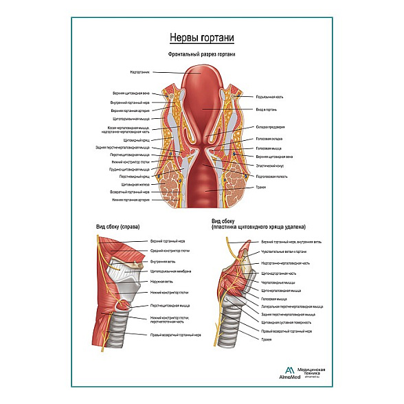 Нервы гортани плакат глянцевый А1+/А2+ (глянцевая фотобумага от 200 г/кв.м, размер A2+)