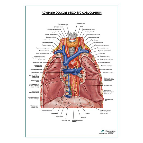 Крупные сосуды средостения плакат глянцевый А1+/А2+ (глянцевая фотобумага от 200 г/кв.м, размер A2+)